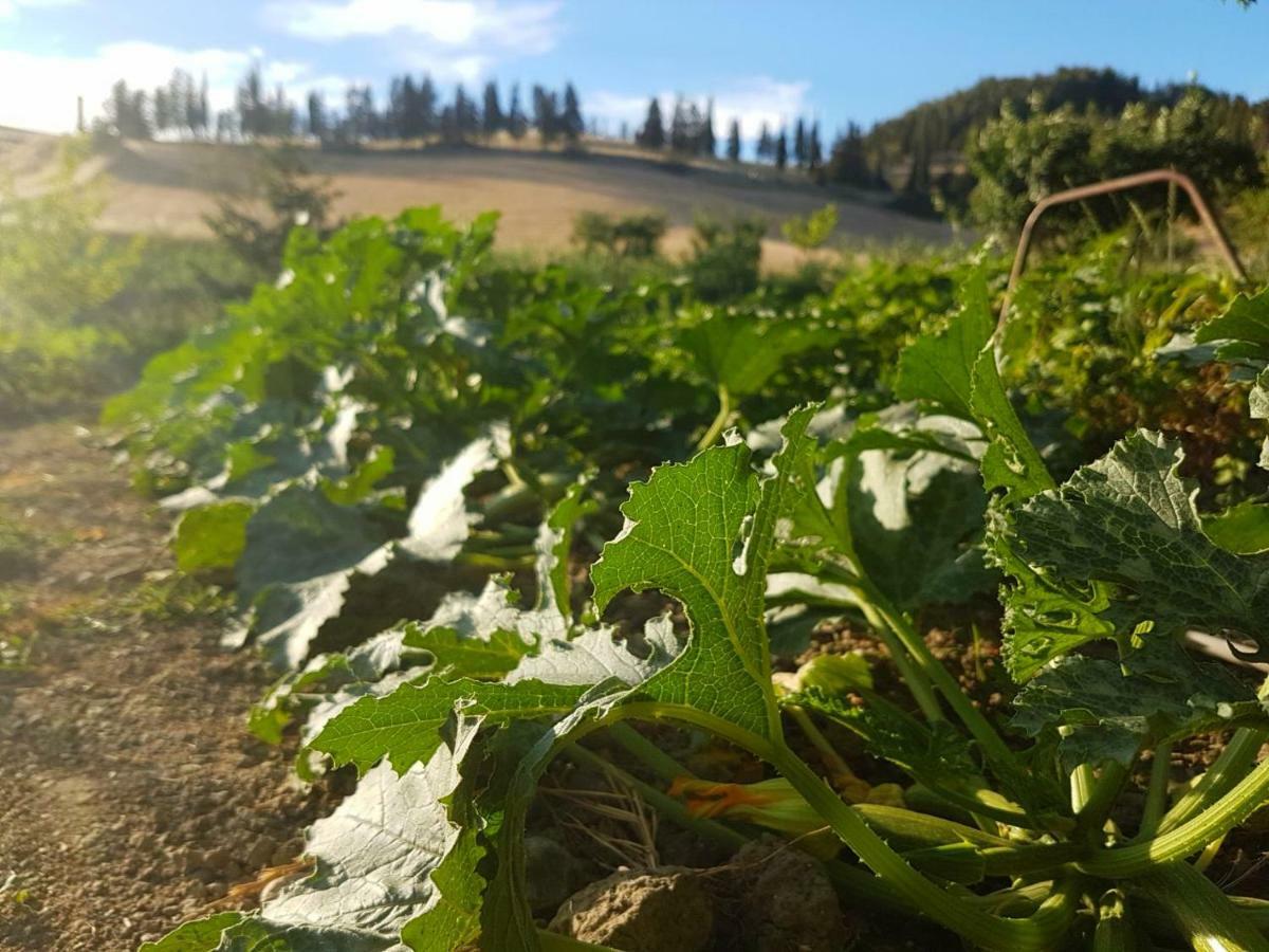 Agriturismo Podere Molino Peccioli Εξωτερικό φωτογραφία
