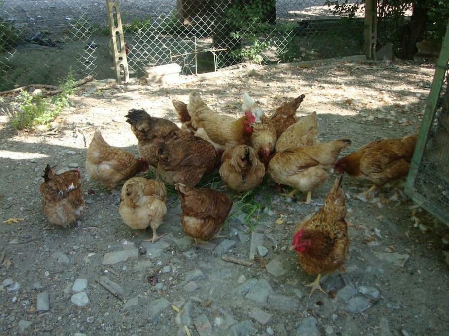 Agriturismo Podere Molino Peccioli Εξωτερικό φωτογραφία